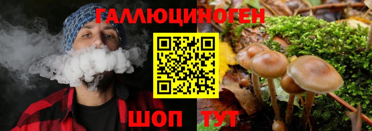 Михайловск  Псилоцибиновые грибы Psilocybe  Вход с VPN 